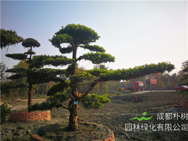 罗汉松的嫁接方法是什么？